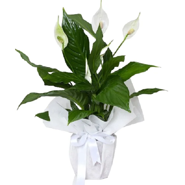 Spatifilyum - Barış Çiçeği