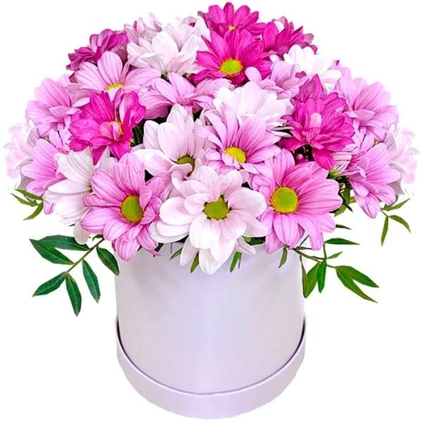 Renkli Papatya Kutusu